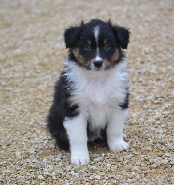 Chiots 